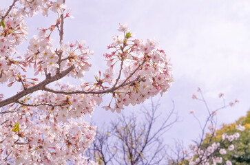 桜