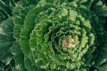 Savoy cabbage plants growing in the vegetable garden