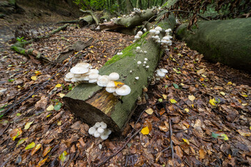 Wild mushrooms in the forrest near Ibbenbüren