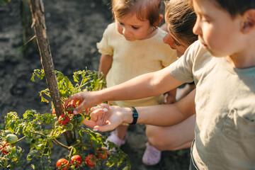 Single mother harvesting fresh vegetables showing her kids some fresh produce in a vegetable crate. Self-sustainable family gathering green veggies.