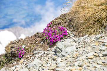 Purple Mountain Saxifrage, Saxifraga oppositifolia