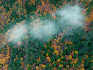 Amazing view of forest during autumn