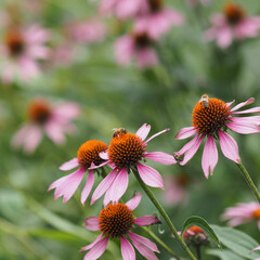 bee on flower