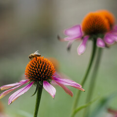 bee on a flower