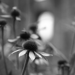 black and white flower