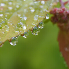 flower petals with water droplets