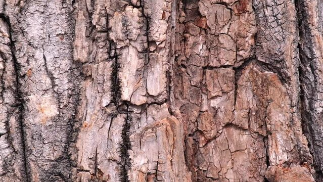 closeup of the natural texture of the bark of a tree trunk in the forest. camera movement up. abstract background. slow motion.