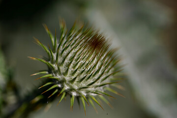 Healing heraldic thistle flower with thorns