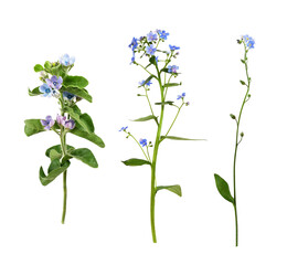 Twigs of blue flowers of Oxypetalum coeruleum, brunnera and forget-me-not isolated on white or transparent background. Set.