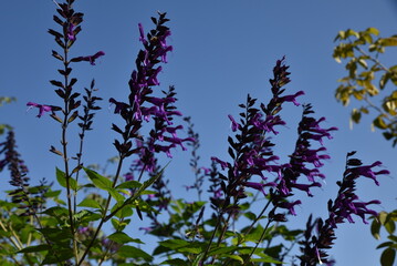 Salvia farinacea au jardin en été