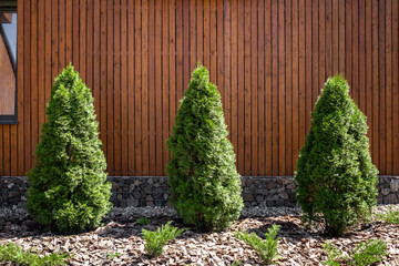 Landscaping with coniferous trees and plants in the garden near the house, thuja trees.