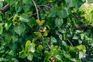 Indian Tulip tree (Thespesia populnea) flower. crops. kauai hawaii