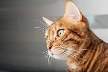 Head of an adult Bengal cat. Close-up.