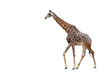 Fotobehang Giraffe walking isolated on transparent background png file  © Passakorn
