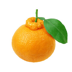 デコポン でこぽん イラスト リアル