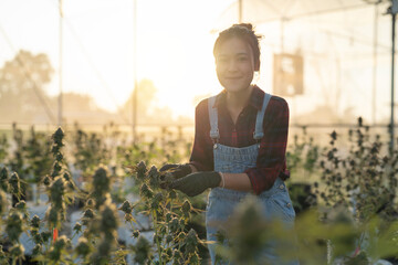 A woman worker working in outdoor marijuana field, hemp or cannabis plant flower leaves farm lab. Product in laboratory in medical, healthcare, research. Natural food. Ganja narcotic weed. People - obrazy, fototapety, plakaty