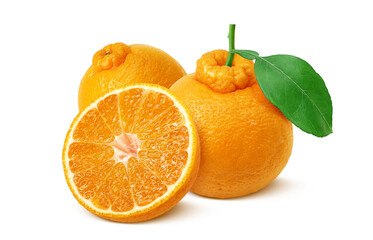 デコポン でこぽん イラスト リアル