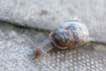 snail