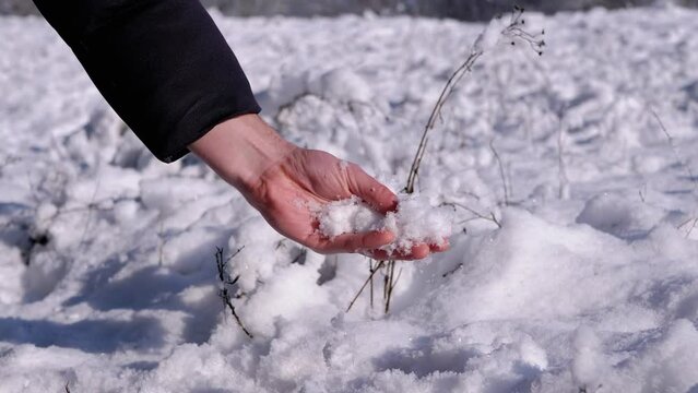 Male Hand Touching the Fallen Fluffy Snow in Winter Forest in Rays of Sunlight. Male fingers squeeze and rub the white cold snow in a snowdrift in his hand. Feeling. Take snow. Enjoyment of nature.