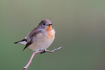 lovely fat bird with fluffy feathers while calmly perch on thin branch over low lighting environment, red-breasted flycatcher