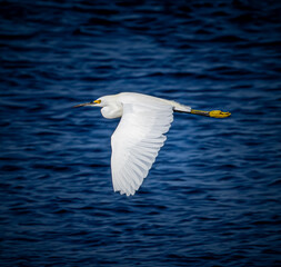 Beautful snowy white egret with yellow feet flying, with black background