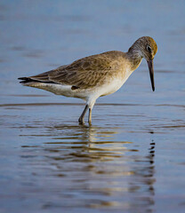 Brown willet searching for food in Florida.