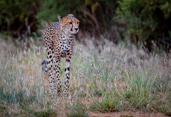 Many animals in Kenya, are starving due to loss of Habitat, like this cheetah