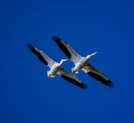 Fototapeta premium Pair of beautiful white pelicans flying close together and blue