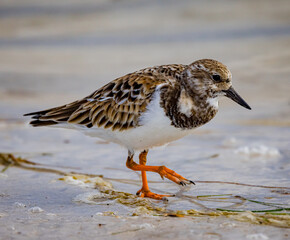 Ruddy Turnstonne walks along the shoreline looking for food