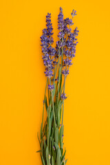 Fototapeta premium Bunch of blooming lavender on a yellow background