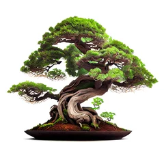 Poster Im Rahmen bonsai tree isolated on white with clipping path.  beautiful and expensive bonsai © STOCK PHOTO 4 U