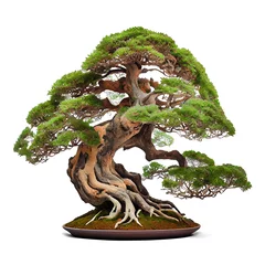 Afwasbaar fotobehang bonsai tree isolated on white with clipping path.  beautiful and expensive bonsai © STOCK PHOTO 4 U