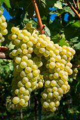 Ripe green delicious wine grapes on grapevine