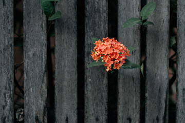 wooden fence with flowers and leaves