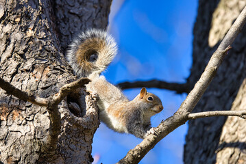 Eichh&ouml;rnchen beim Klettern