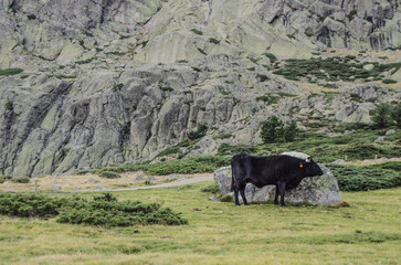 Una vaca descansando en paisaje natural