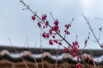 빨간 열매와 한국 기와벽의 모습