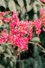 street flowers in Thailand
