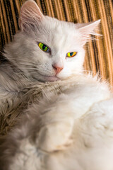 Naklejka na ściany i meble A beautiful white cat lies on a sofa with a satisfied muzzle 