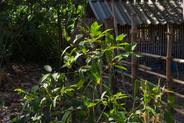 Mitragyna speciosa leaf or Kratom herb including being addictive if used in excessive amounts