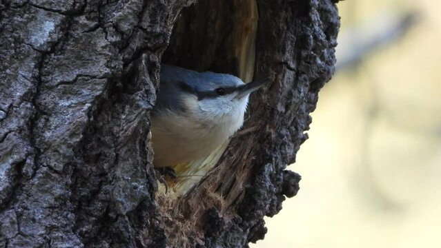 A eurasian nuthatch is sitting at the entrance of a hole in a tree, looks around and climbs up the tree