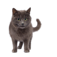 grey cat in front of a white background