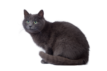 gray cat isolated against a white background