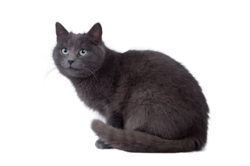Foto op Aluminium gray cat isolated against a white background © Таня Микитюк