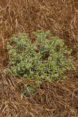 Feld-Mannstreu (Eryngium campestre)	