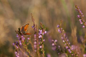 Kleiner Feuerfalter (Lycaena phlaeas) auf Besenheide	