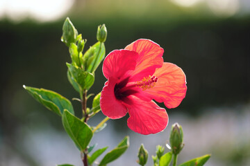 Red flower with green leaves and buds blooming outdoors on green summer background