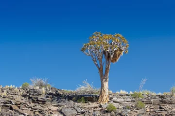 Fotobehang beautiful quiver tree on a sunny day with blue sky at fish river canyon © Africa2008