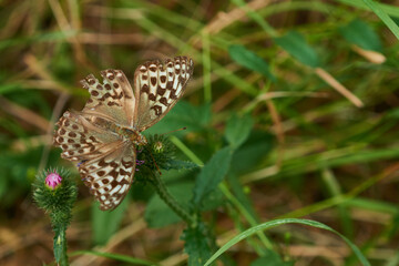 Argynnis paphia f. valesina - Kaisermantel, Weibchen	