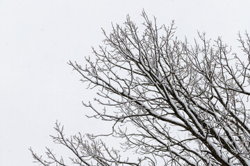 Fototapeta na wymiar Tree branches with snow against the sky in winter